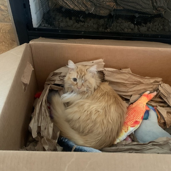 Meet your Posher, Lisa - Picture 3 of 4